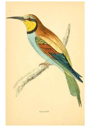 Reproducción/Reproduction 49675858218: A history of British birds.. London,Groombridge and Sons,[1862?-1867?]. 