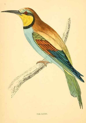 Reproducción/Reproduction 49675858218: A history of British birds.. London,Groombridge and Sons,[1862?-1867?]. 