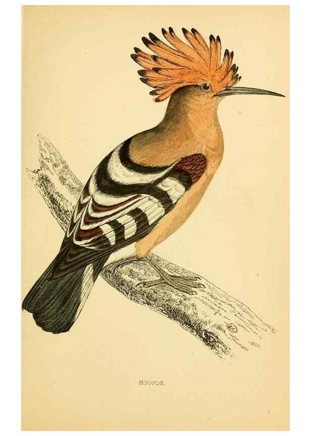 Reproducción/Reproduction 49675858643: A history of British birds.. London,Groombridge and Sons,[1862?-1867?]. 