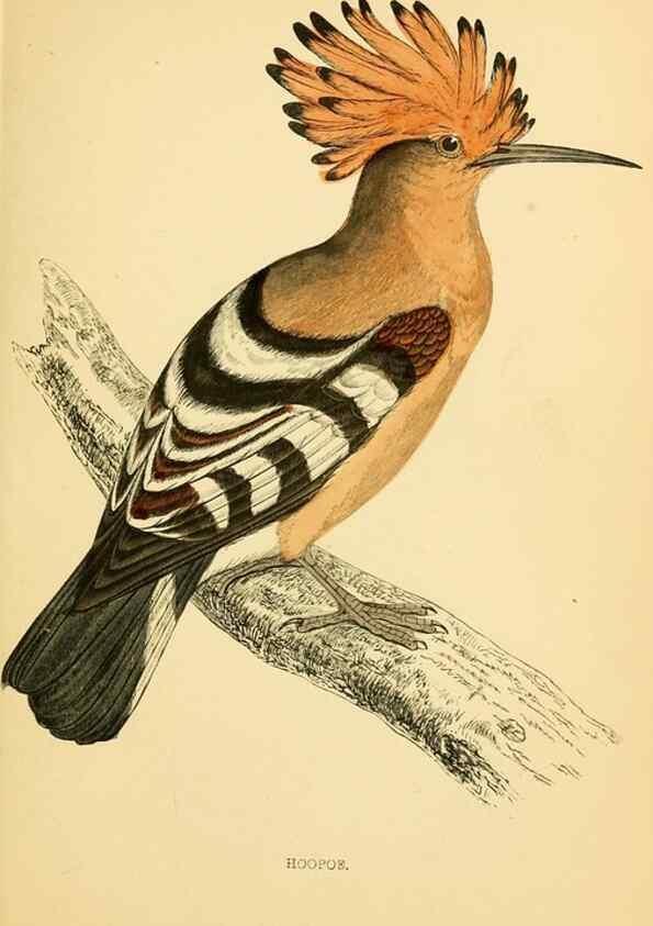 Reproducción/Reproduction 49675858643: A history of British birds.. London,Groombridge and Sons,[1862?-1867?]. 