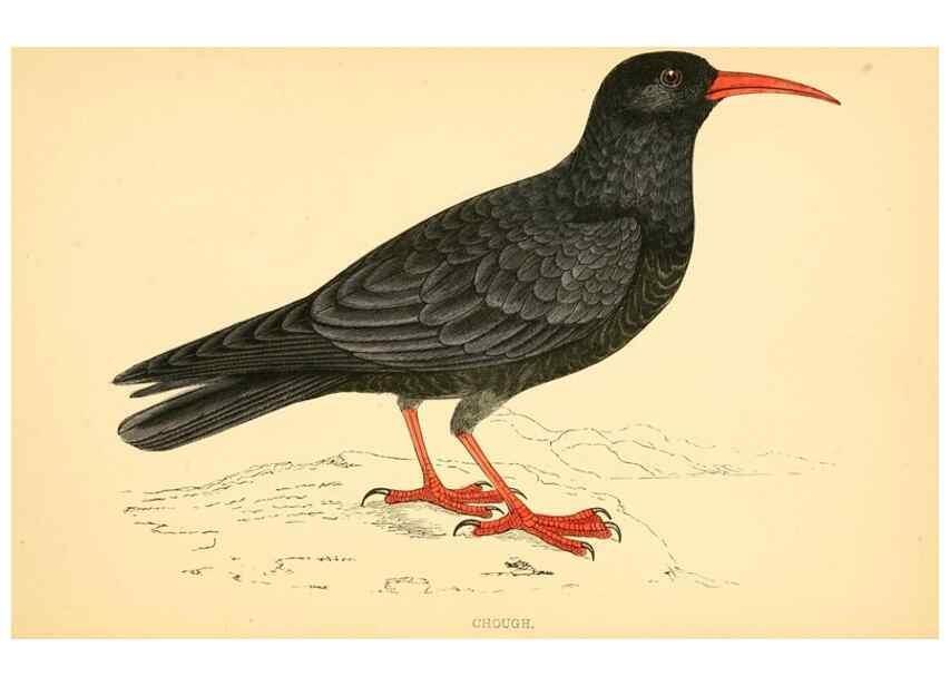 Reproducción/Reproduction 49676676202: A history of British birds.. London,Groombridge and Sons,[1862?-1867?]. 