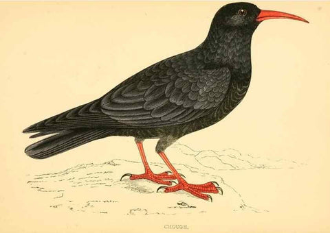 Reproducción/Reproduction 49676676202: A history of British birds.. London,Groombridge and Sons,[1862?-1867?]. 