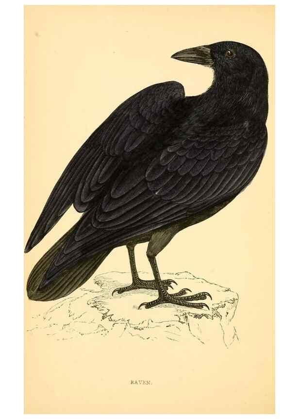 Reproducción/Reproduction 49676391541: A history of British birds.. London,Groombridge and Sons,[1862?-1867?]. 