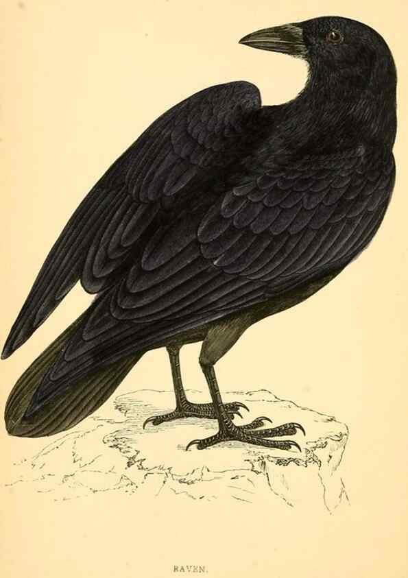 Reproducción/Reproduction 49676391541: A history of British birds.. London,Groombridge and Sons,[1862?-1867?]. 