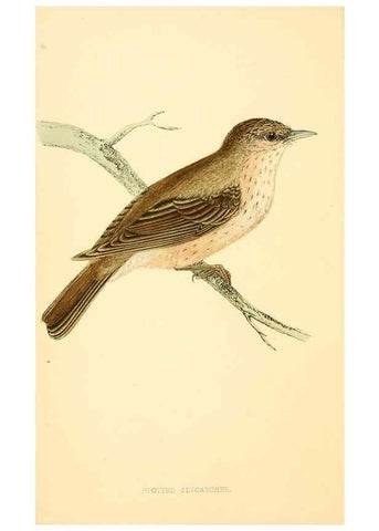 Reproducción/Reproduction 49675856678: A history of British birds.. London,Groombridge and Sons,[1862?-1867?]. 