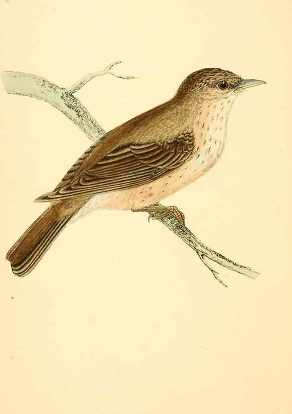 Reproducción/Reproduction 49675856678: A history of British birds.. London,Groombridge and Sons,[1862?-1867?]. 
