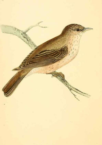 Reproducción/Reproduction 49675856678: A history of British birds.. London,Groombridge and Sons,[1862?-1867?]. 