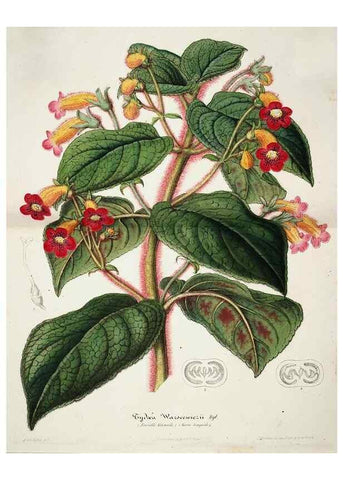 Reproducción/Reproduction 49684503182: L'Illustration horticole :. Gand, Belgium :Imprimerie et lithographie de F. et E. Gyselnyck,1854-1896.. 
