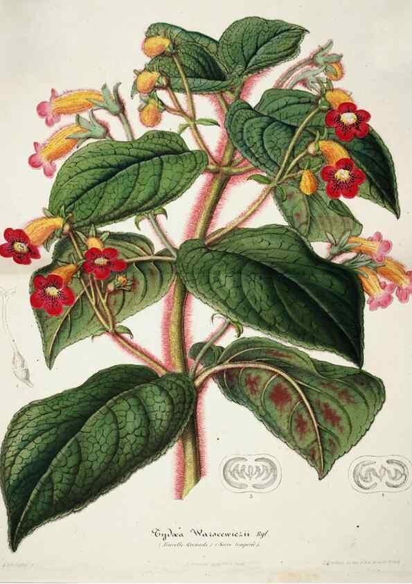 Reproducción/Reproduction 49684503182: L'Illustration horticole :. Gand, Belgium :Imprimerie et lithographie de F. et E. Gyselnyck,1854-1896.. 