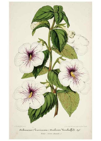 Reproducción/Reproduction 49684210501: L'Illustration horticole :. Gand, Belgium :Imprimerie et lithographie de F. et E. Gyselnyck,1854-1896.. 
