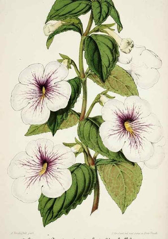 Reproducción/Reproduction 49684210501: L'Illustration horticole :. Gand, Belgium :Imprimerie et lithographie de F. et E. Gyselnyck,1854-1896.. 