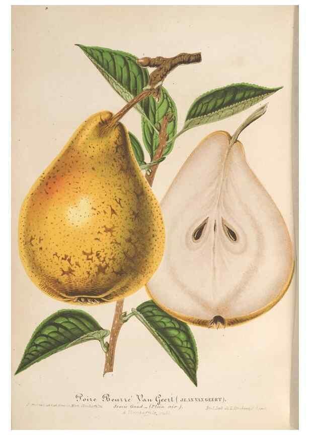 Reproducción/Reproduction 49689556563: L'Illustration horticole :. Gand, Belgium :Imprimerie et lithographie de F. et E. Gyselnyck,1854-1896.. 