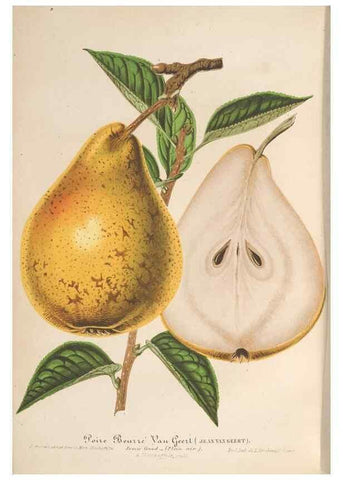 Reproducción/Reproduction 49689556563: L'Illustration horticole :. Gand, Belgium :Imprimerie et lithographie de F. et E. Gyselnyck,1854-1896.. 