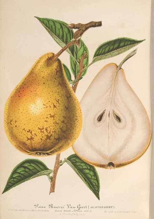 Reproducción/Reproduction 49689556563: L'Illustration horticole :. Gand, Belgium :Imprimerie et lithographie de F. et E. Gyselnyck,1854-1896.. 
