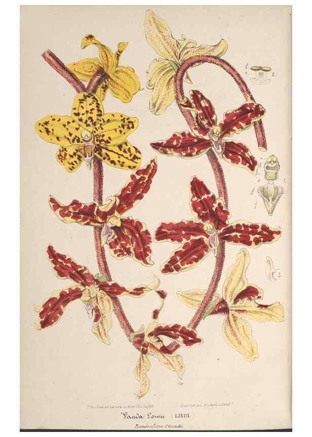 Reproducción/Reproduction 49689556743: L'Illustration horticole :. Gand, Belgium :Imprimerie et lithographie de F. et E. Gyselnyck,1854-1896.. 