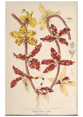 Reproducción/Reproduction 49689556743: L'Illustration horticole :. Gand, Belgium :Imprimerie et lithographie de F. et E. Gyselnyck,1854-1896.. 