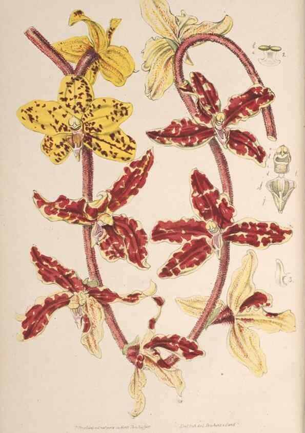 Reproducción/Reproduction 49689556743: L'Illustration horticole :. Gand, Belgium :Imprimerie et lithographie de F. et E. Gyselnyck,1854-1896.. 