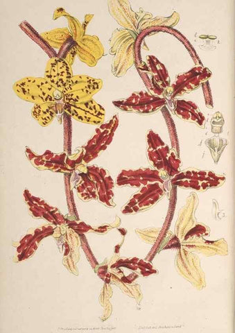 Reproducción/Reproduction 49689556743: L'Illustration horticole :. Gand, Belgium :Imprimerie et lithographie de F. et E. Gyselnyck,1854-1896.. 
