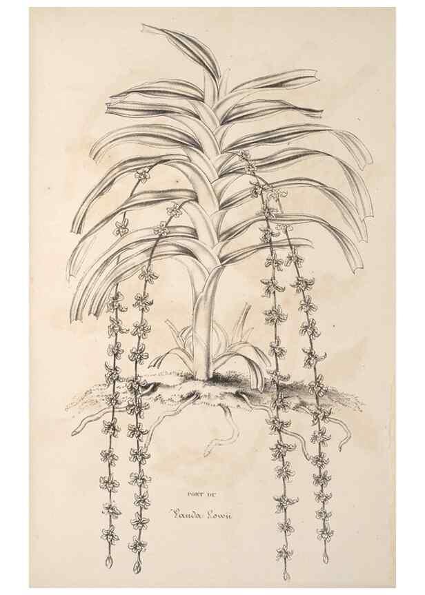 Reproducción/Reproduction 49690089971: L'Illustration horticole :. Gand, Belgium :Imprimerie et lithographie de F. et E. Gyselnyck,1854-1896.. 