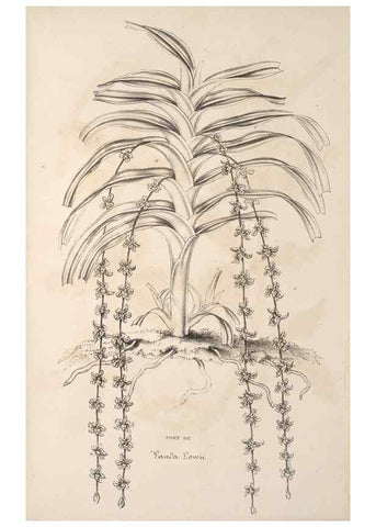 Reproducción/Reproduction 49690089971: L'Illustration horticole :. Gand, Belgium :Imprimerie et lithographie de F. et E. Gyselnyck,1854-1896.. 