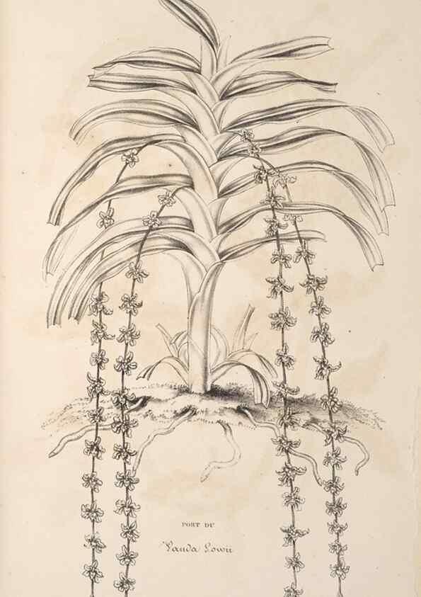 Reproducción/Reproduction 49690089971: L'Illustration horticole :. Gand, Belgium :Imprimerie et lithographie de F. et E. Gyselnyck,1854-1896.. 