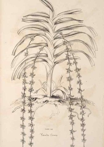 Reproducción/Reproduction 49690089971: L'Illustration horticole :. Gand, Belgium :Imprimerie et lithographie de F. et E. Gyselnyck,1854-1896.. 