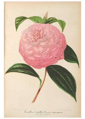 Reproducción/Reproduction 49690090196: L'Illustration horticole :. Gand, Belgium :Imprimerie et lithographie de F. et E. Gyselnyck,1854-1896.. 