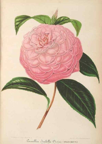 Reproducción/Reproduction 49690090196: L'Illustration horticole :. Gand, Belgium :Imprimerie et lithographie de F. et E. Gyselnyck,1854-1896.. 