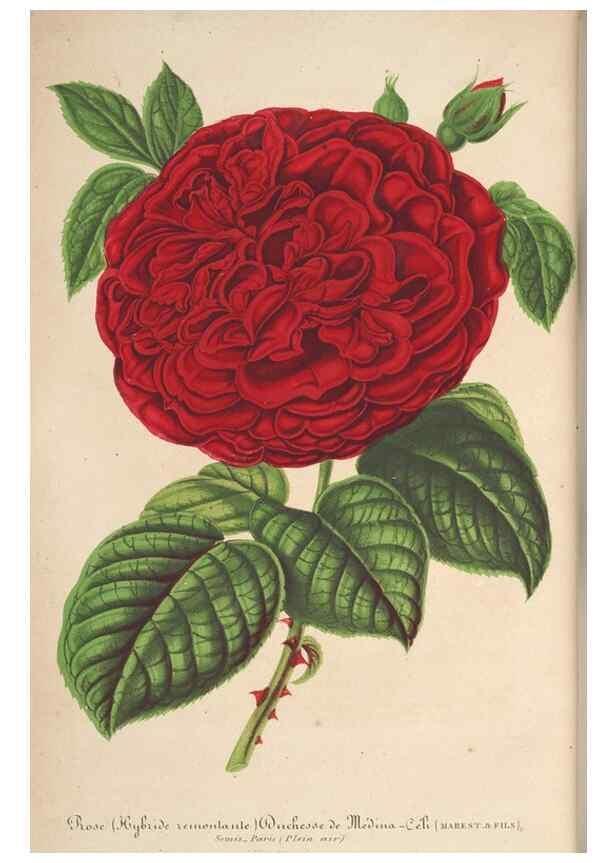 Reproducción/Reproduction 49689557438: L'Illustration horticole :. Gand, Belgium :Imprimerie et lithographie de F. et E. Gyselnyck,1854-1896.. 