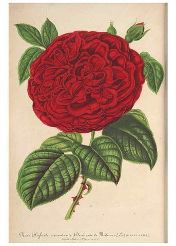 Reproducción/Reproduction 49689557438: L'Illustration horticole :. Gand, Belgium :Imprimerie et lithographie de F. et E. Gyselnyck,1854-1896.. 
