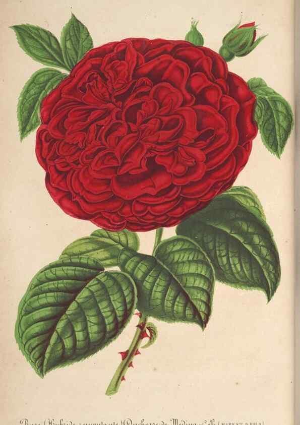 Reproducción/Reproduction 49689557438: L'Illustration horticole :. Gand, Belgium :Imprimerie et lithographie de F. et E. Gyselnyck,1854-1896.. 