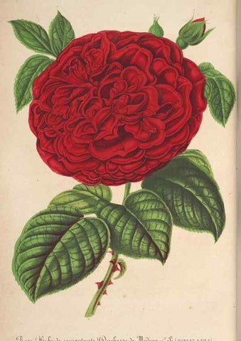 Reproducción/Reproduction 49689557438: L'Illustration horticole :. Gand, Belgium :Imprimerie et lithographie de F. et E. Gyselnyck,1854-1896.. 
