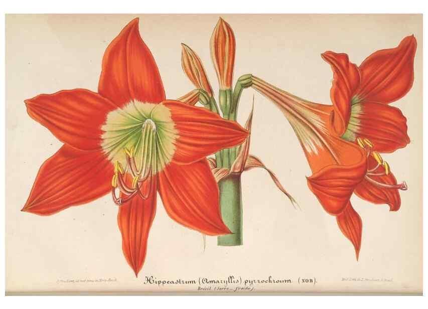 Reproducción/Reproduction 49689557638: L'Illustration horticole :. Gand, Belgium :Imprimerie et lithographie de F. et E. Gyselnyck,1854-1896.. 