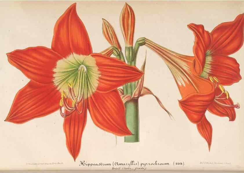 Reproducción/Reproduction 49689557638: L'Illustration horticole :. Gand, Belgium :Imprimerie et lithographie de F. et E. Gyselnyck,1854-1896.. 