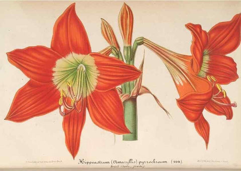Reproducción/Reproduction 49689557638: L'Illustration horticole :. Gand, Belgium :Imprimerie et lithographie de F. et E. Gyselnyck,1854-1896.. 