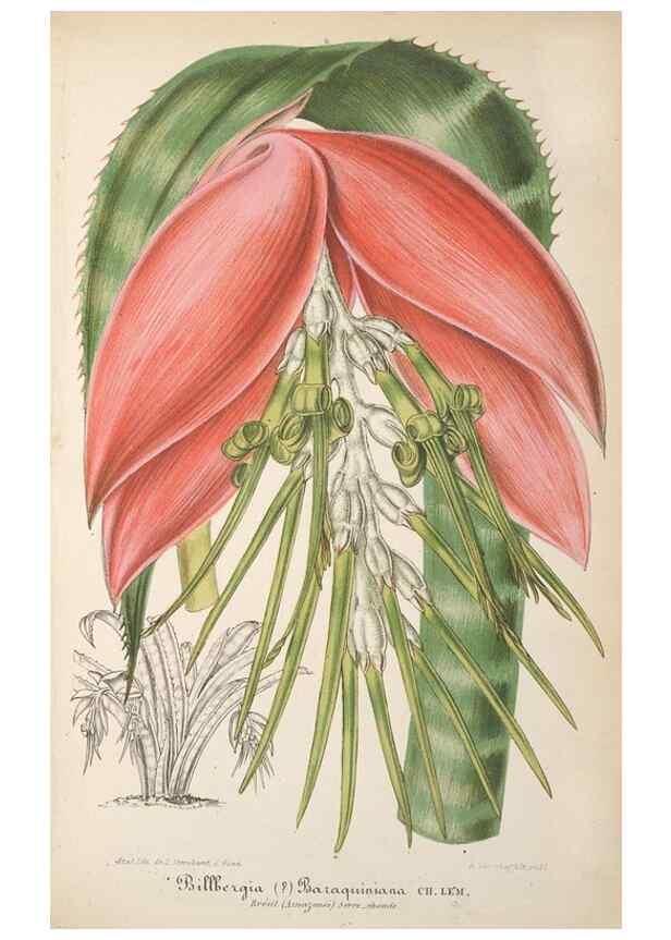 Reproducción/Reproduction 49690398797: L'Illustration horticole :. Gand, Belgium :Imprimerie et lithographie de F. et E. Gyselnyck,1854-1896.. 