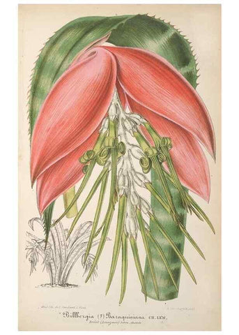 Reproducción/Reproduction 49690398797: L'Illustration horticole :. Gand, Belgium :Imprimerie et lithographie de F. et E. Gyselnyck,1854-1896.. 
