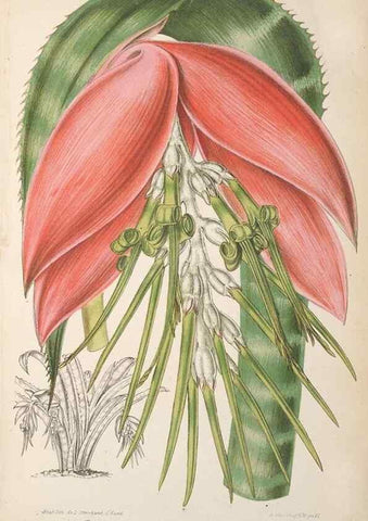 Reproducción/Reproduction 49690398797: L'Illustration horticole :. Gand, Belgium :Imprimerie et lithographie de F. et E. Gyselnyck,1854-1896.. 