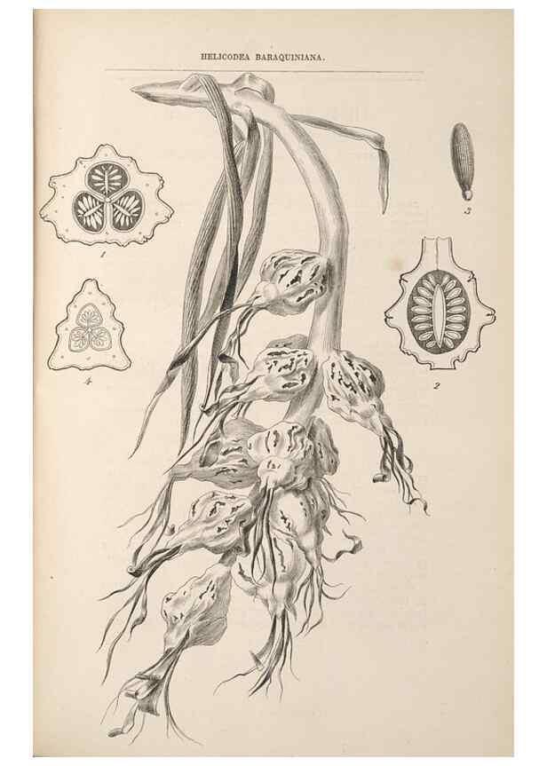 Reproducción/Reproduction 49690091151: L'Illustration horticole :. Gand, Belgium :Imprimerie et lithographie de F. et E. Gyselnyck,1854-1896.. 