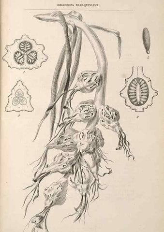 Reproducción/Reproduction 49690091151: L'Illustration horticole :. Gand, Belgium :Imprimerie et lithographie de F. et E. Gyselnyck,1854-1896.. 