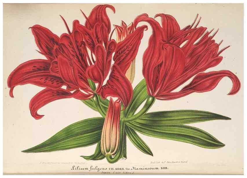 Reproducción/Reproduction 49689558283: L'Illustration horticole :. Gand, Belgium :Imprimerie et lithographie de F. et E. Gyselnyck,1854-1896.. 