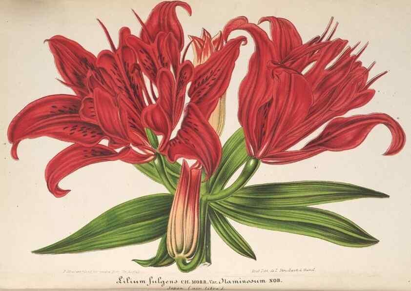 Reproducción/Reproduction 49689558283: L'Illustration horticole :. Gand, Belgium :Imprimerie et lithographie de F. et E. Gyselnyck,1854-1896.. 