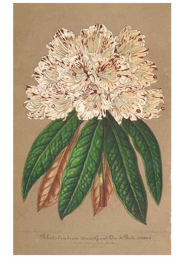Reproducción/Reproduction 49690091566: L'Illustration horticole :. Gand, Belgium :Imprimerie et lithographie de F. et E. Gyselnyck,1854-1896.. 