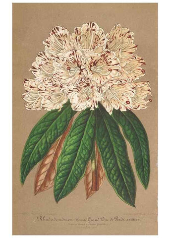 Reproducción/Reproduction 49690091566: L'Illustration horticole :. Gand, Belgium :Imprimerie et lithographie de F. et E. Gyselnyck,1854-1896.. 