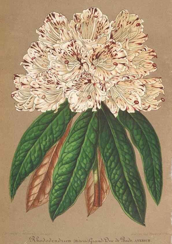 Reproducción/Reproduction 49690091566: L'Illustration horticole :. Gand, Belgium :Imprimerie et lithographie de F. et E. Gyselnyck,1854-1896.. 