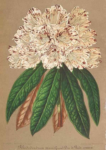 Reproducción/Reproduction 49690091566: L'Illustration horticole :. Gand, Belgium :Imprimerie et lithographie de F. et E. Gyselnyck,1854-1896.. 