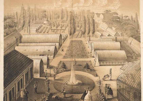 Reproducción/Reproduction 49689583683: L'Illustration horticole :. Gand, Belgium :Imprimerie et lithographie de F. et E. Gyselnyck,1854-1896.. 