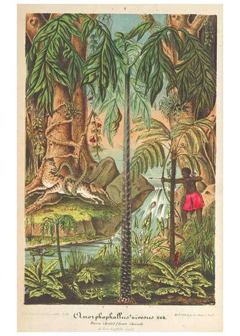 Reproducción/Reproduction 49690117061: L'Illustration horticole :. Gand, Belgium :Imprimerie et lithographie de F. et E. Gyselnyck,1854-1896.. 