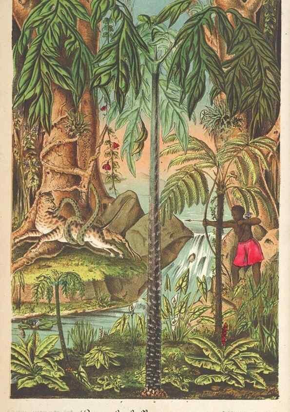Reproducción/Reproduction 49690117061: L'Illustration horticole :. Gand, Belgium :Imprimerie et lithographie de F. et E. Gyselnyck,1854-1896.. 