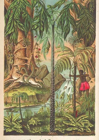 Reproducción/Reproduction 49690117061: L'Illustration horticole :. Gand, Belgium :Imprimerie et lithographie de F. et E. Gyselnyck,1854-1896.. 